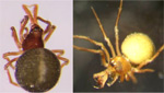 Preserved female Holarchaea sp. and male Holarchaea globosa